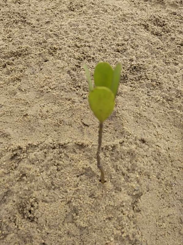 tree image