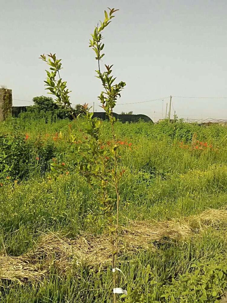 tree image