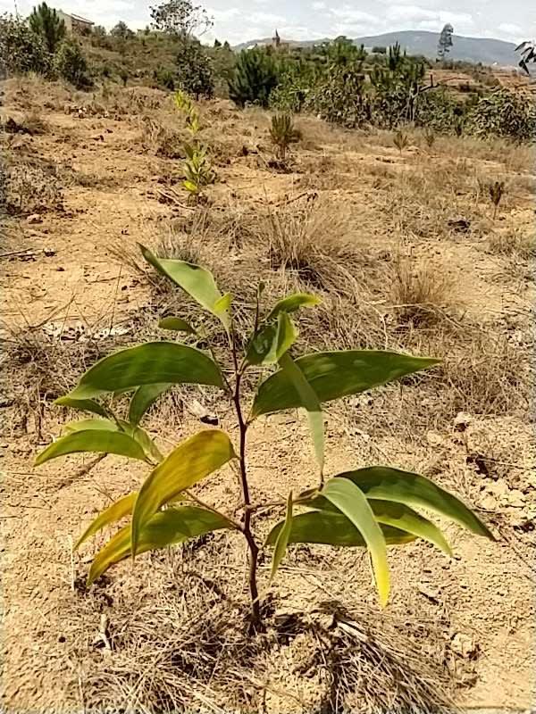 tree image