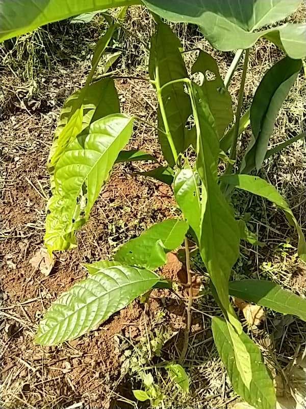 tree image