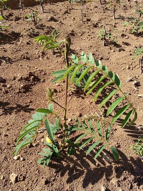 tree image