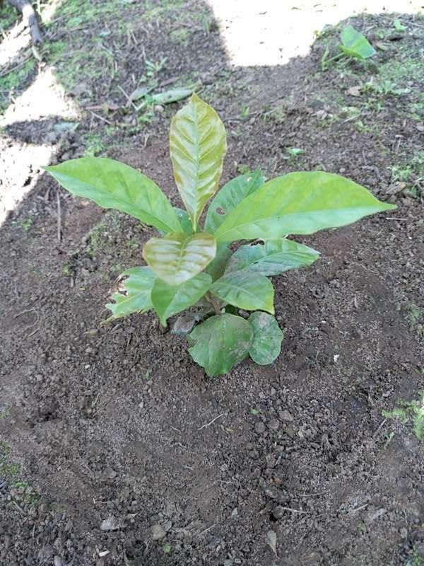 tree image