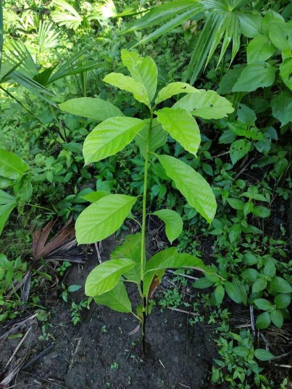 tree image