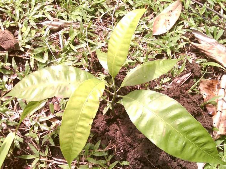 tree image