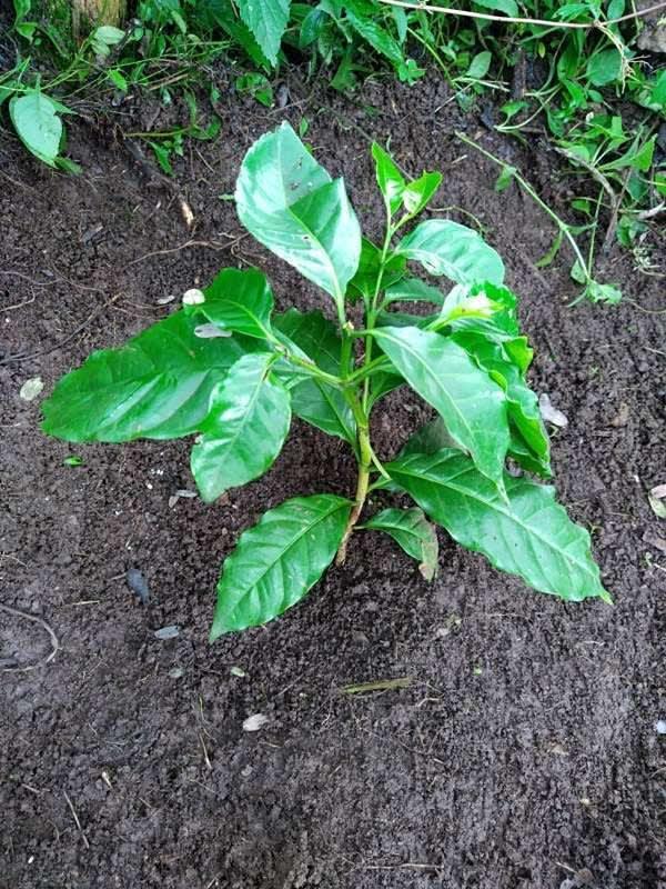 tree image