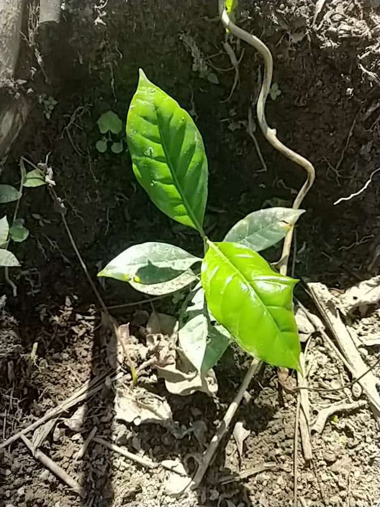 tree image