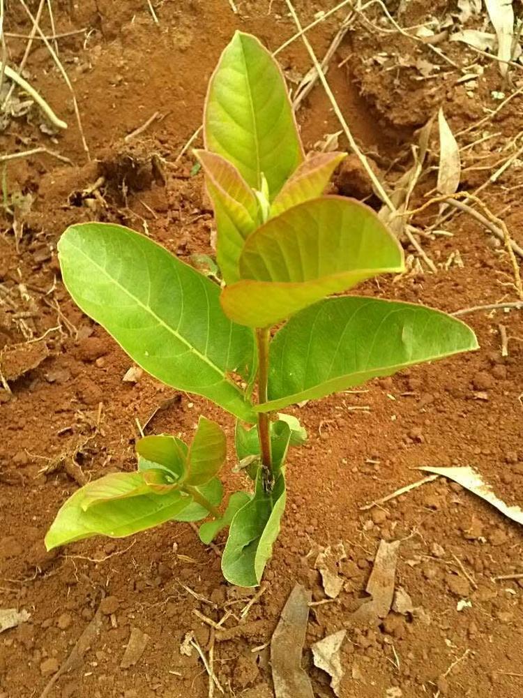 tree image