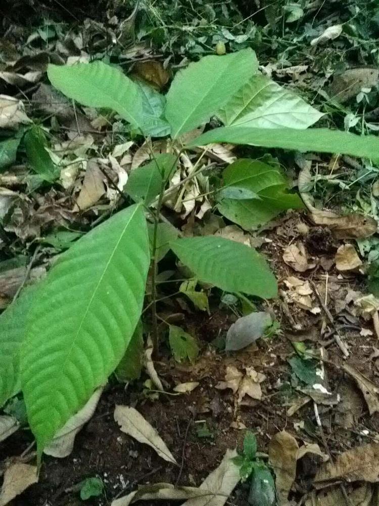tree image