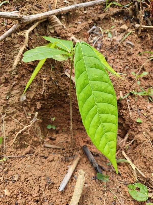 tree image