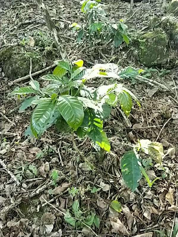 tree image