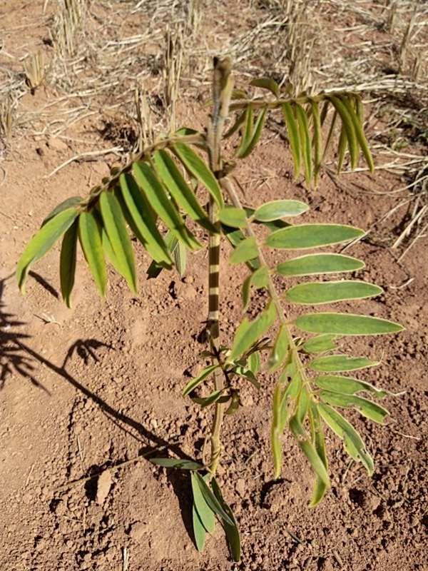 tree image