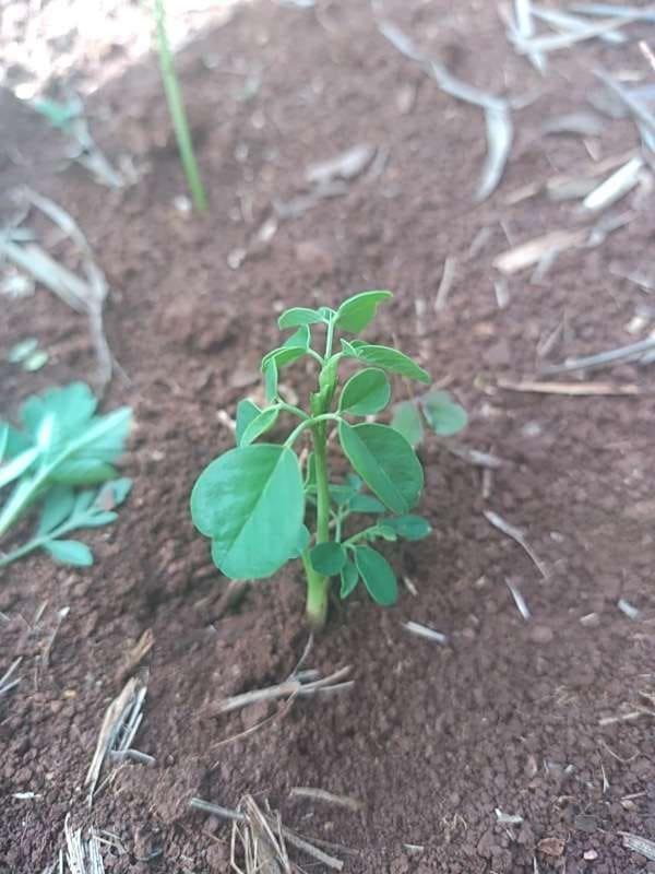 tree image