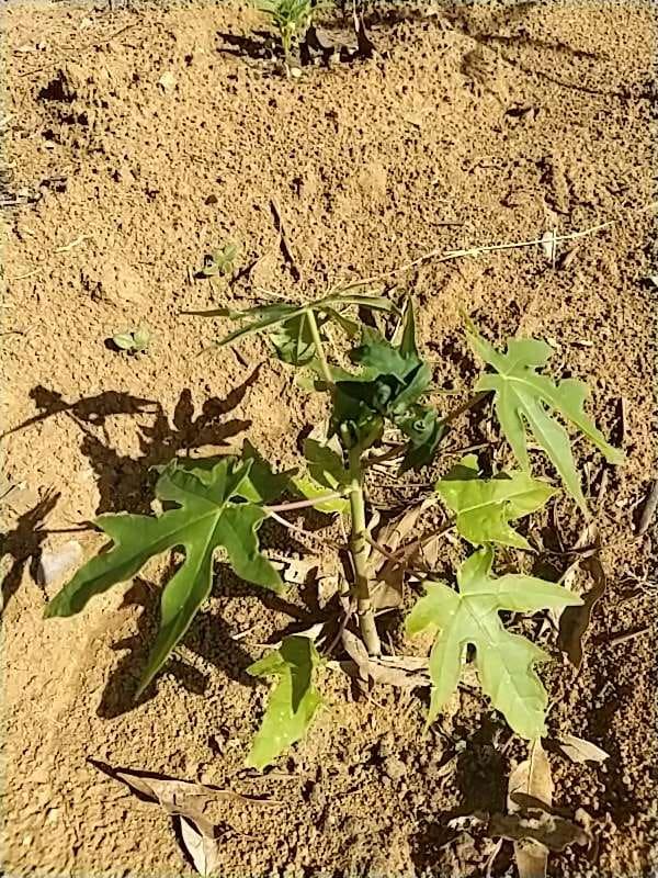 tree image