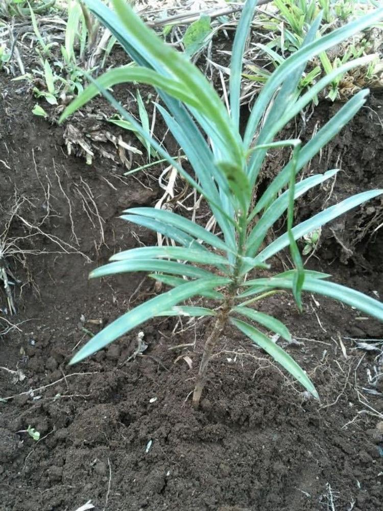tree image