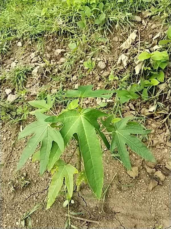 tree image