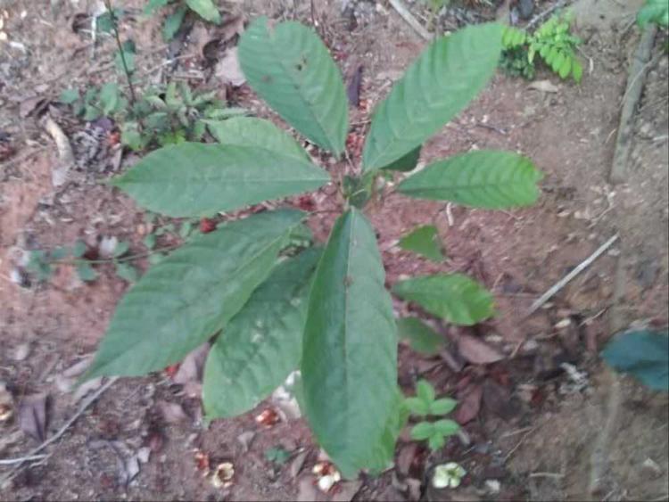 tree image