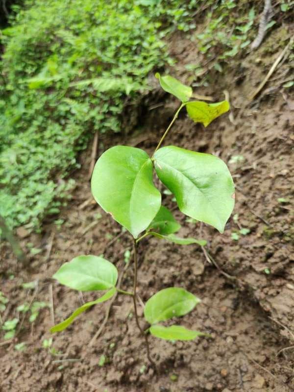 tree image