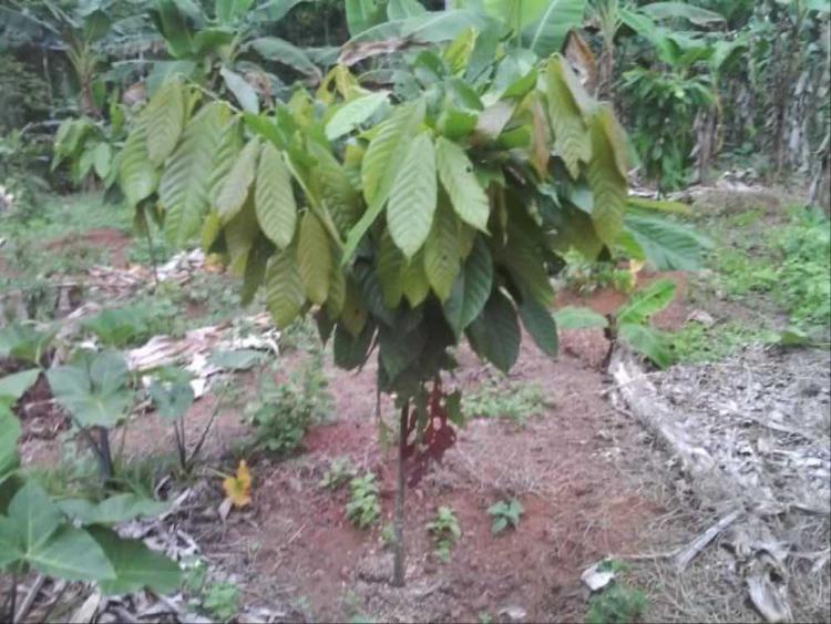 tree image