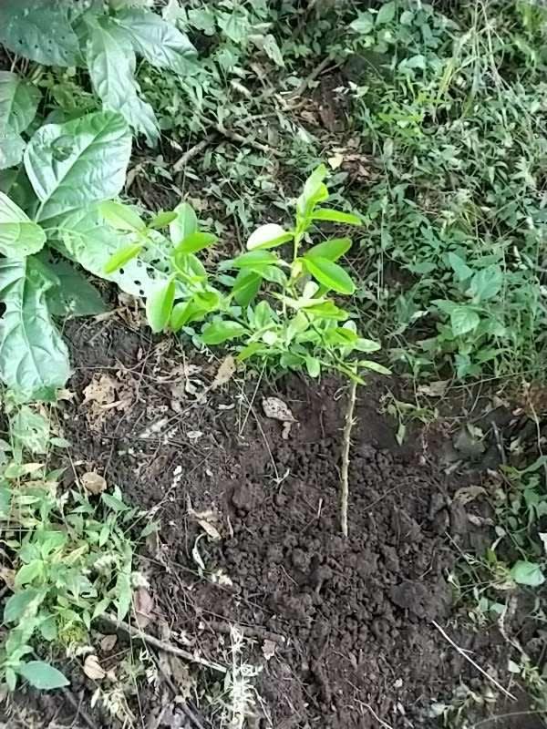 tree image