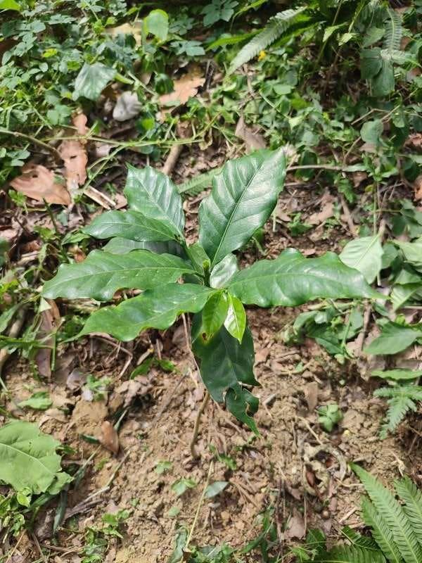 tree image