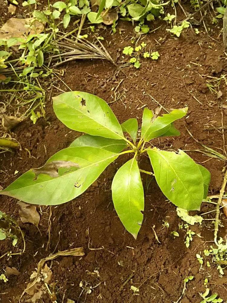 tree image