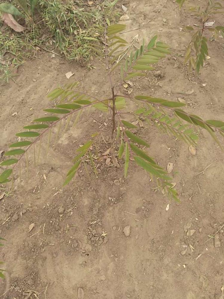 tree image