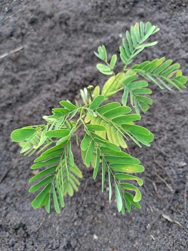 tree image