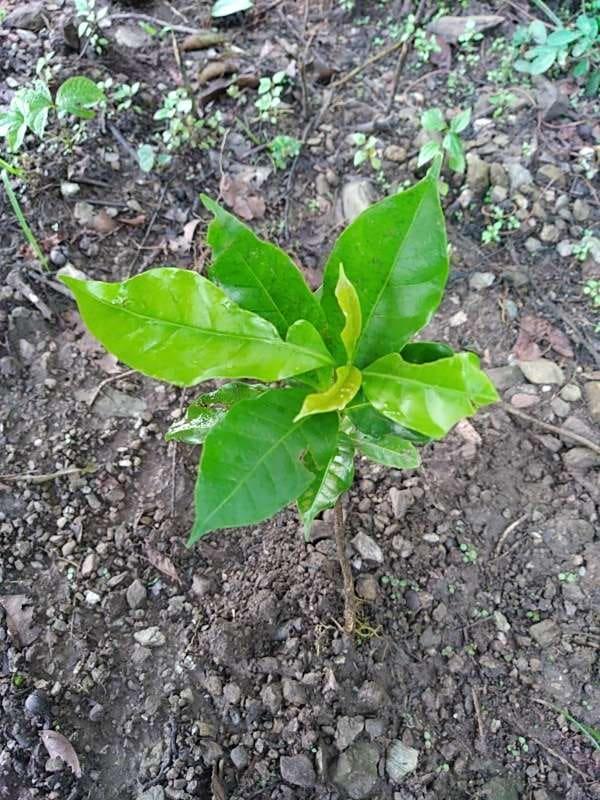 tree image