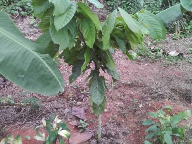 tree image