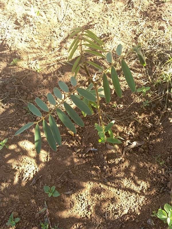 tree image
