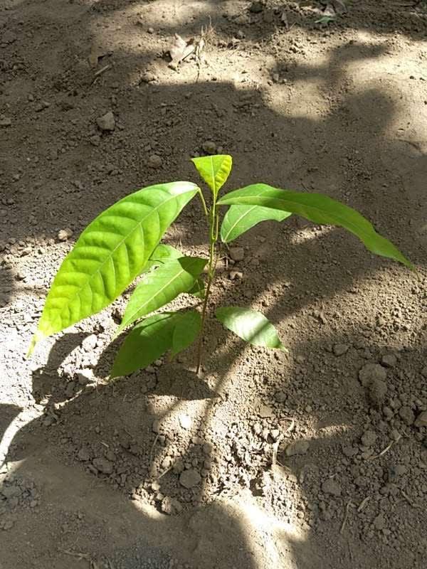 tree image