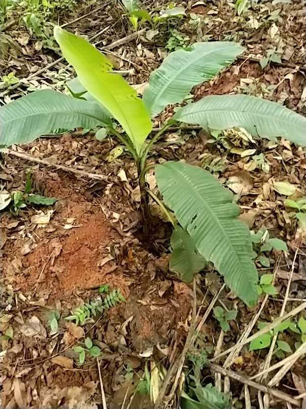 tree image