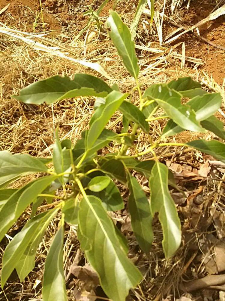 tree image