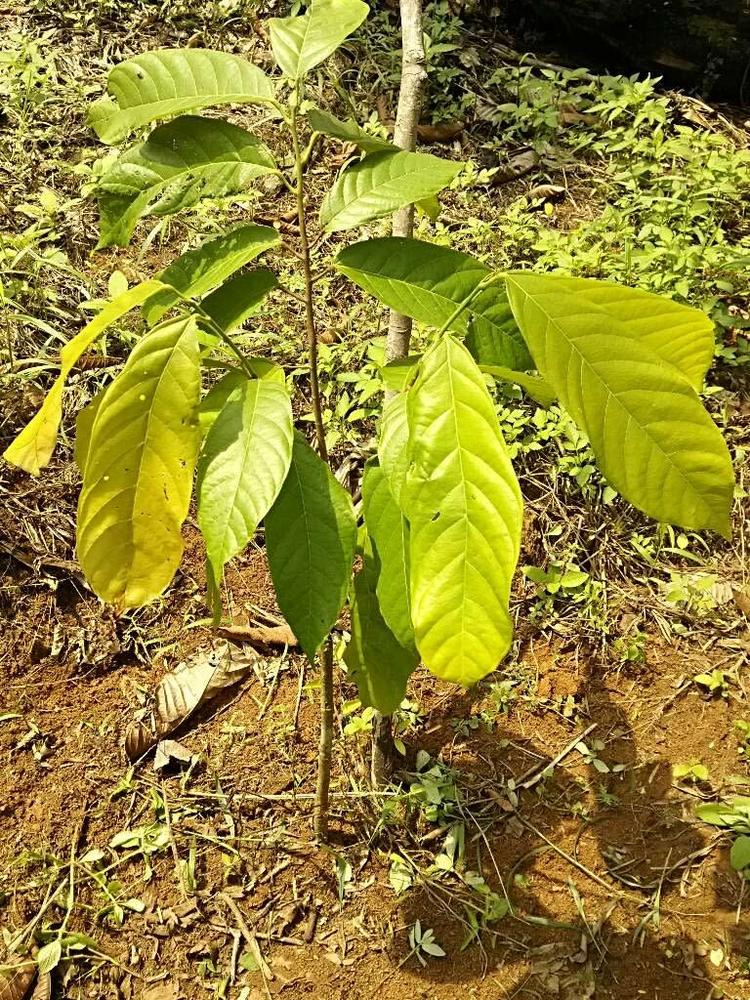 tree image