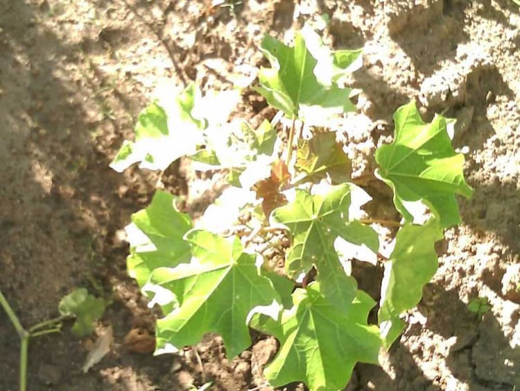 tree image