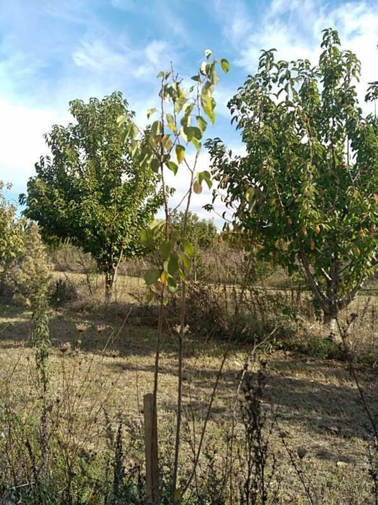 tree image