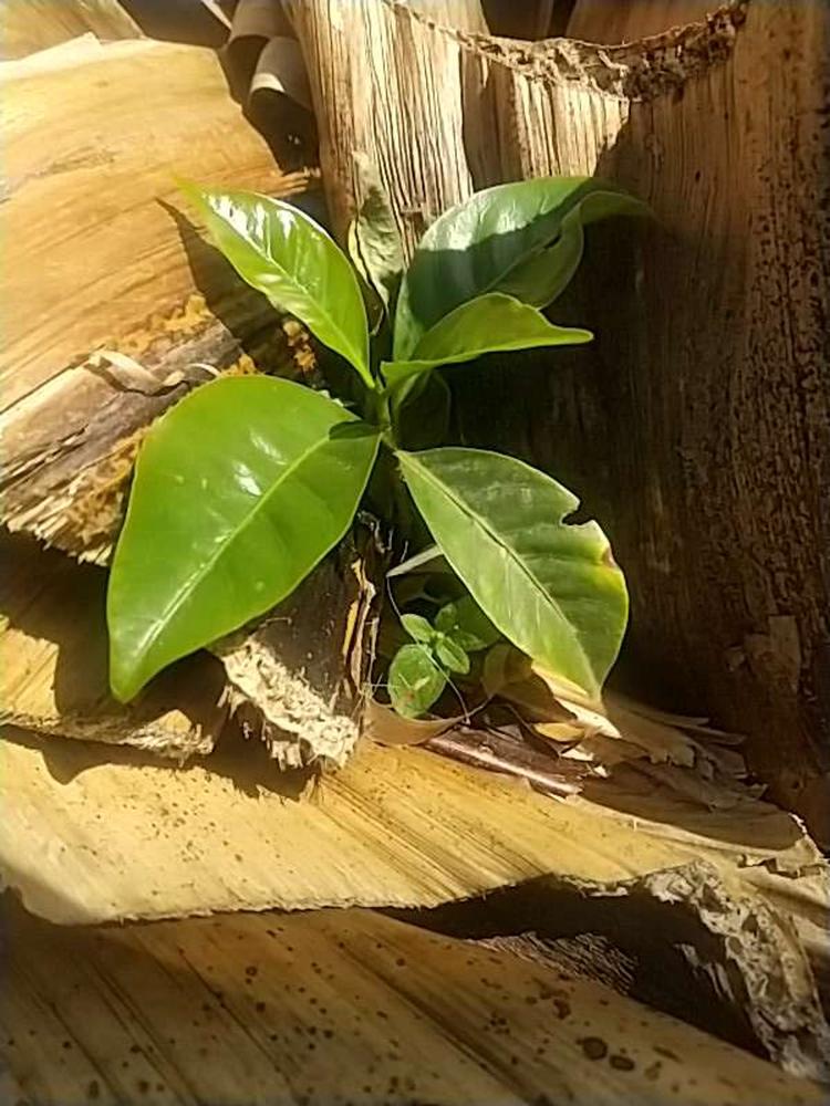 tree image