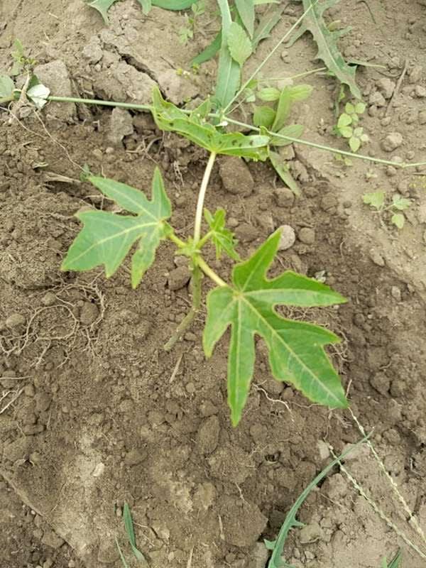 tree image