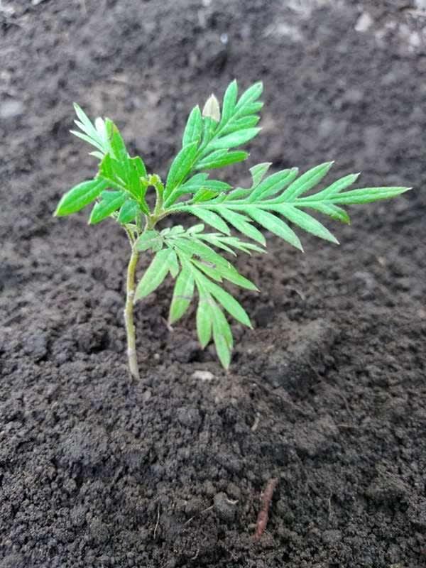 tree image
