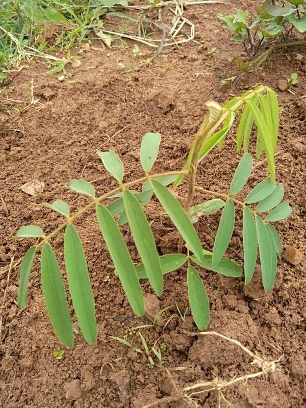 tree image