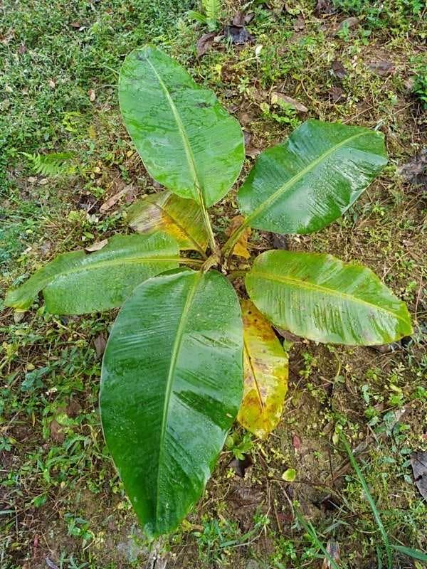 tree image