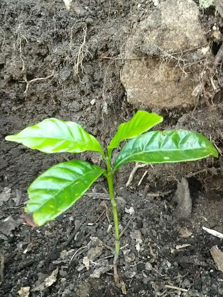 tree image