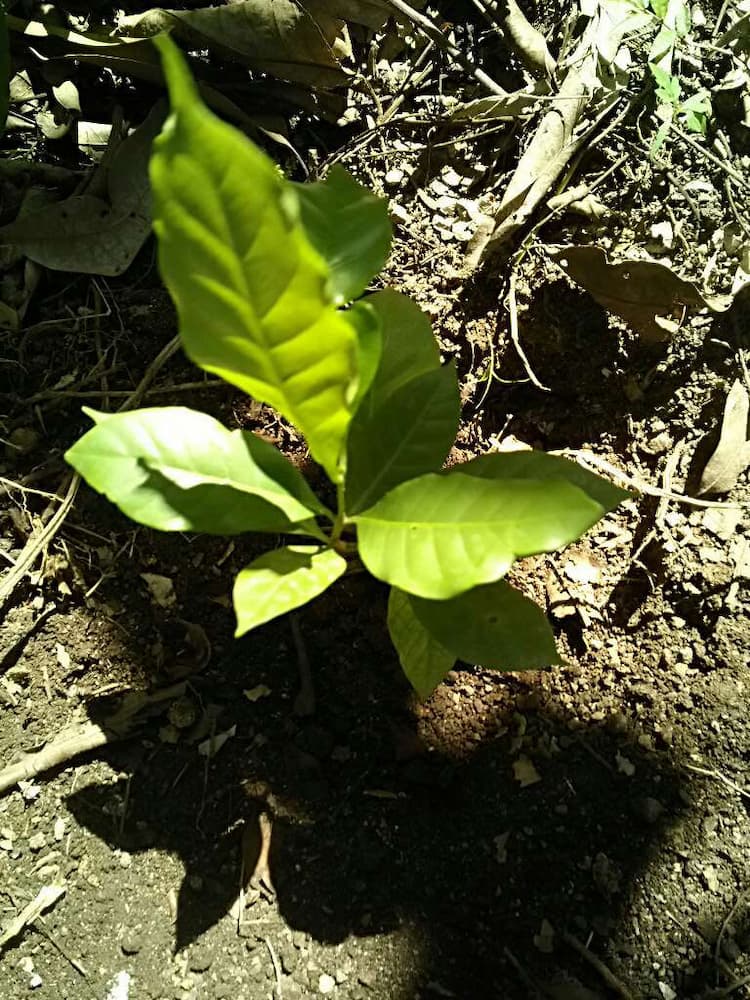 tree image