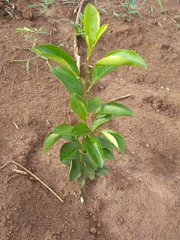 tree image