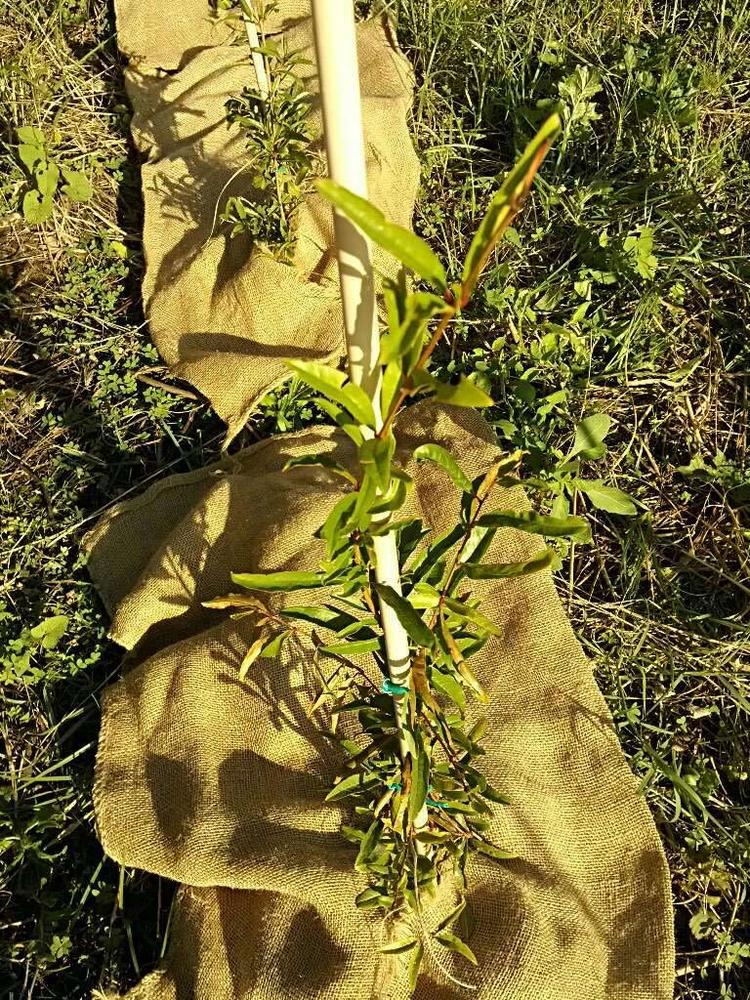 tree image