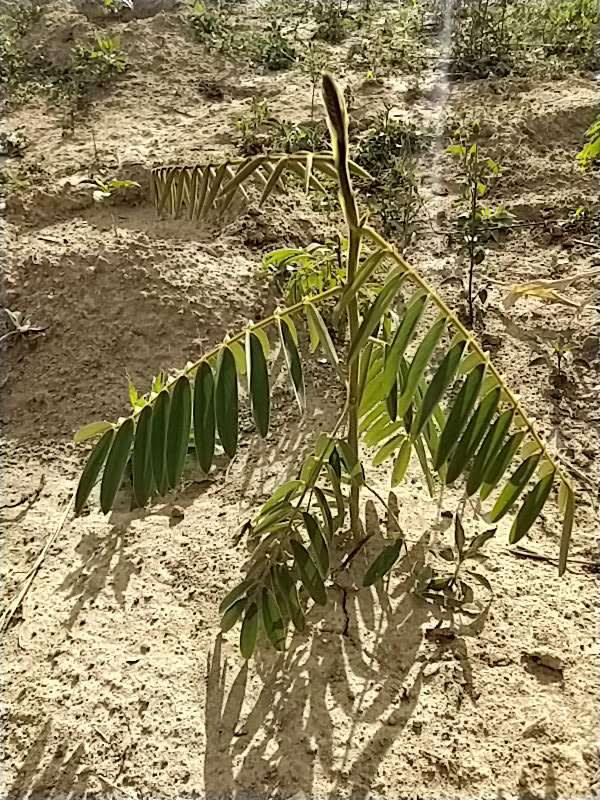 tree image