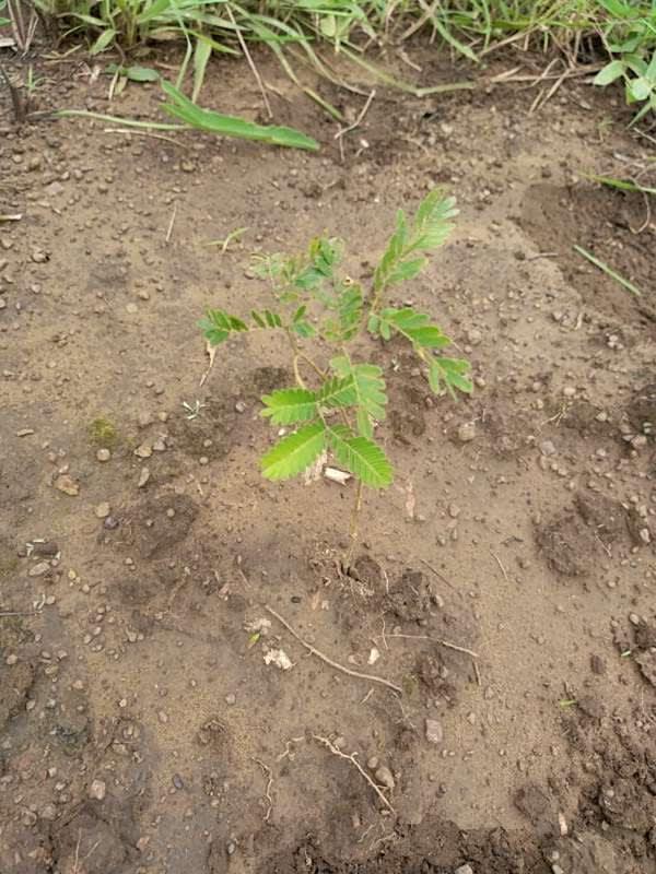 tree image