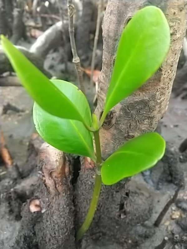 tree image