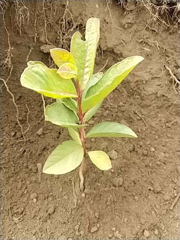 tree image