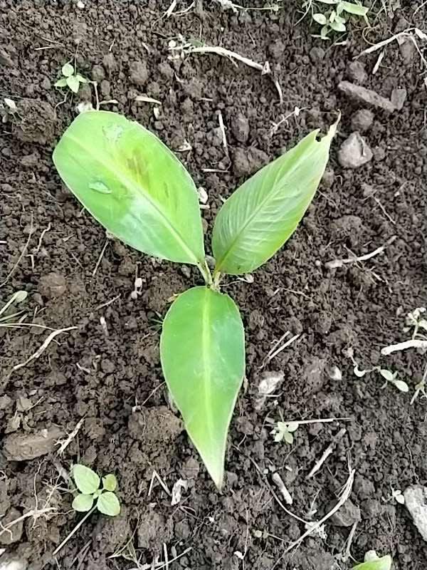 tree image